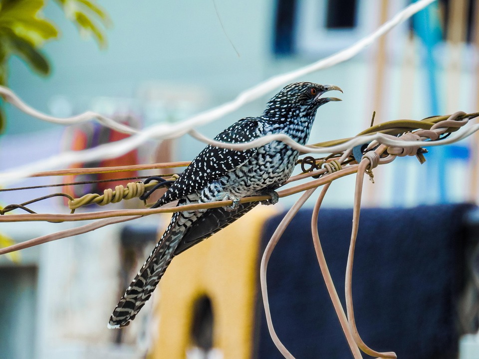 Asian Coyal Bird - Free photo on Pixabay - Pixabay