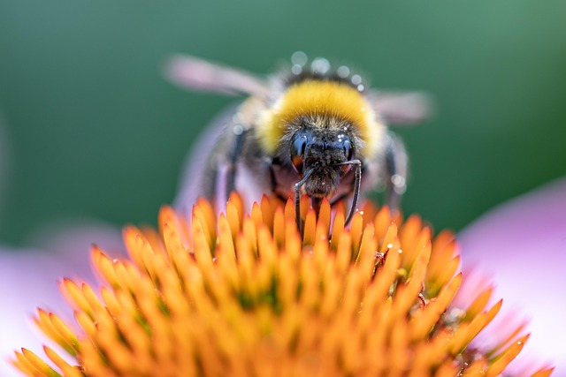 Abeja, Flor, Fondo De La Flor, Jardín