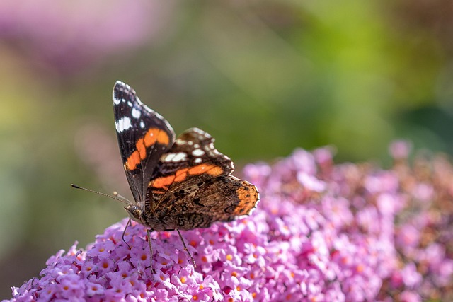 Mariposa, Jardín