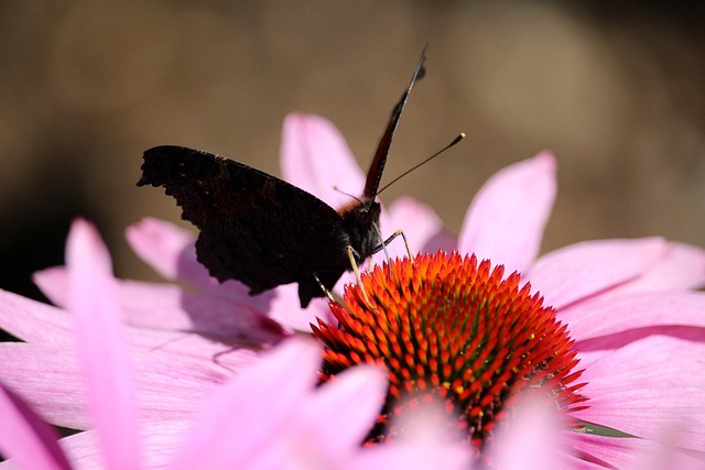 Tagpfauenauge, Schmetterling, Rosa Blüte