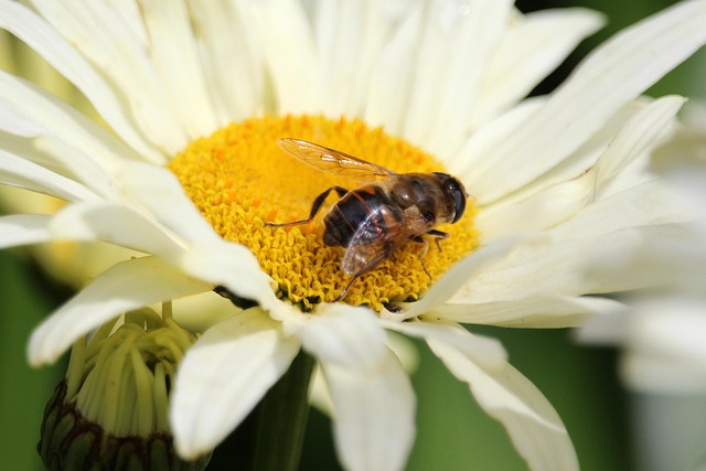 Insekt, Blüte, Weiß, Gelb, Pollen