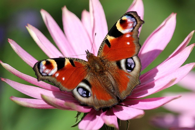Tagpfauenauge, Schmetterling, Rosa Blüte