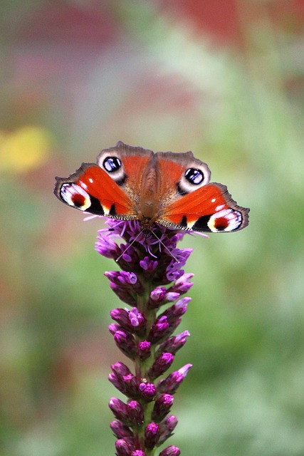 Tagpfauenauge, Schmetterling, Blüte