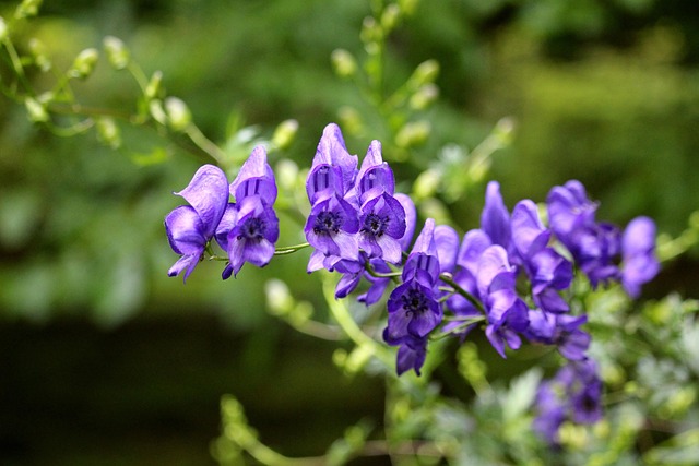 Blüte, Blumentapete, Schöne Blumen