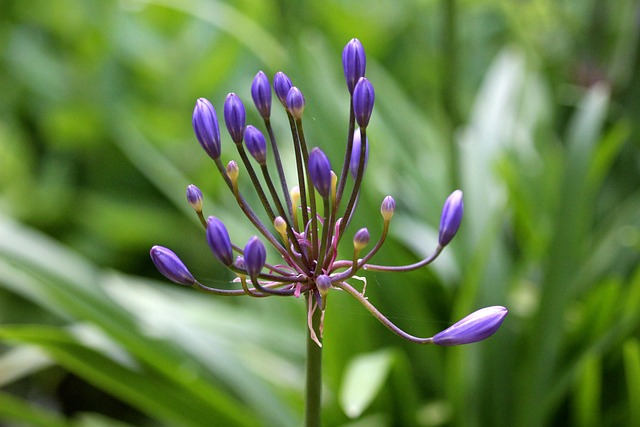 Blume, Blau, Schöne Blumen
