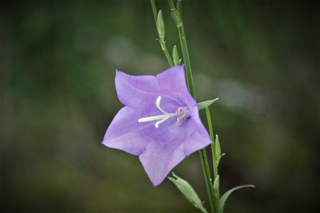 600+ Free 도라지 & Bellflower Images Pixabay