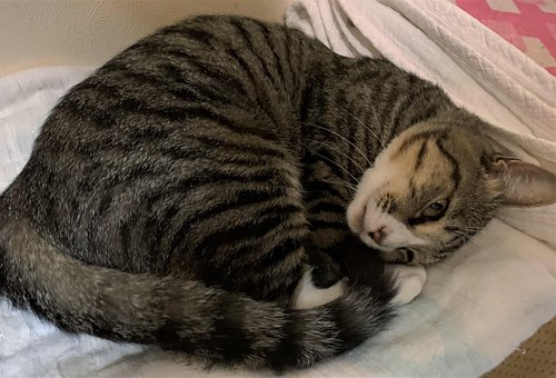 Gato, Animais De Estimação, Adorável