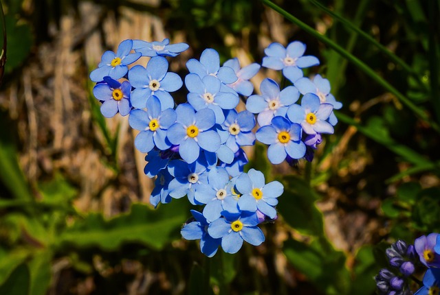 Flor, Azul, Naturaleza, El Verano, Flora