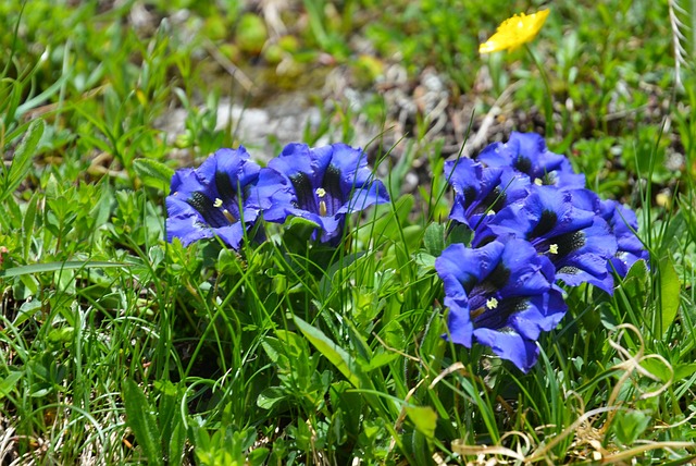 Genciana, Flor, Naturaleza, Montaña