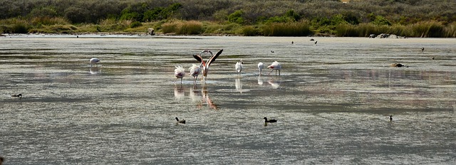 Flamencos, Animales, Naturaleza, Rosado