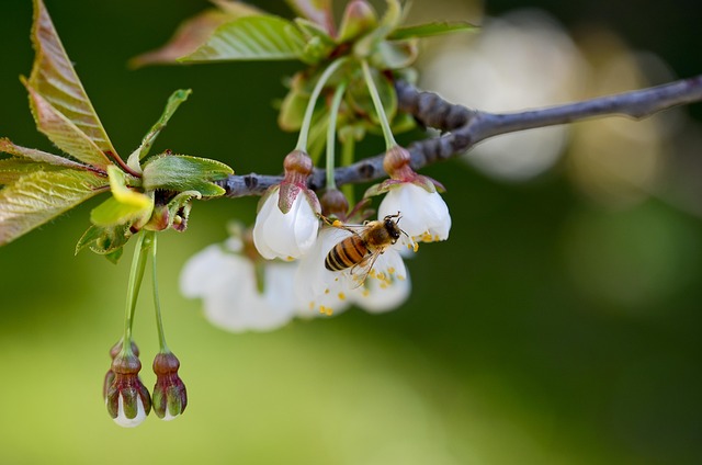 Abeja, Fondo De La Flor, Flor, Insecto