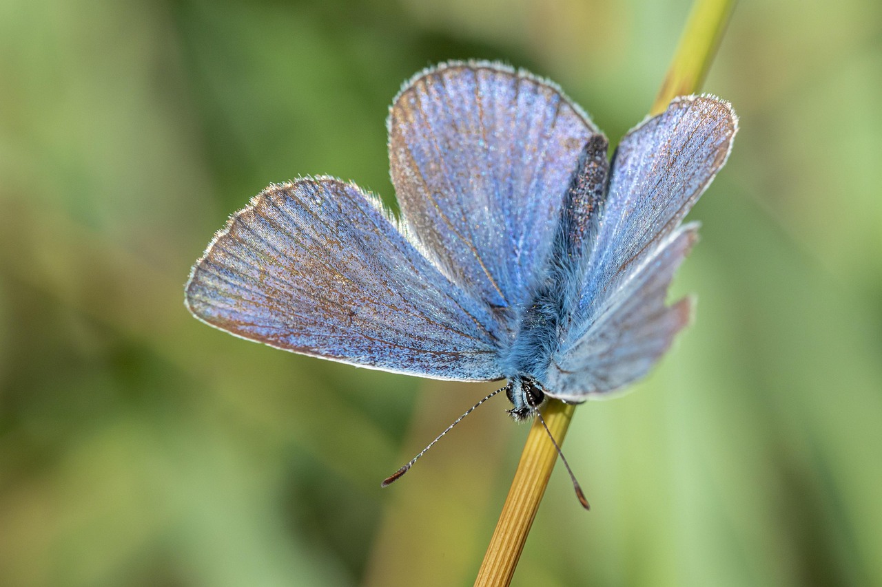 Common Blue - free online jigsaw puzzle photo