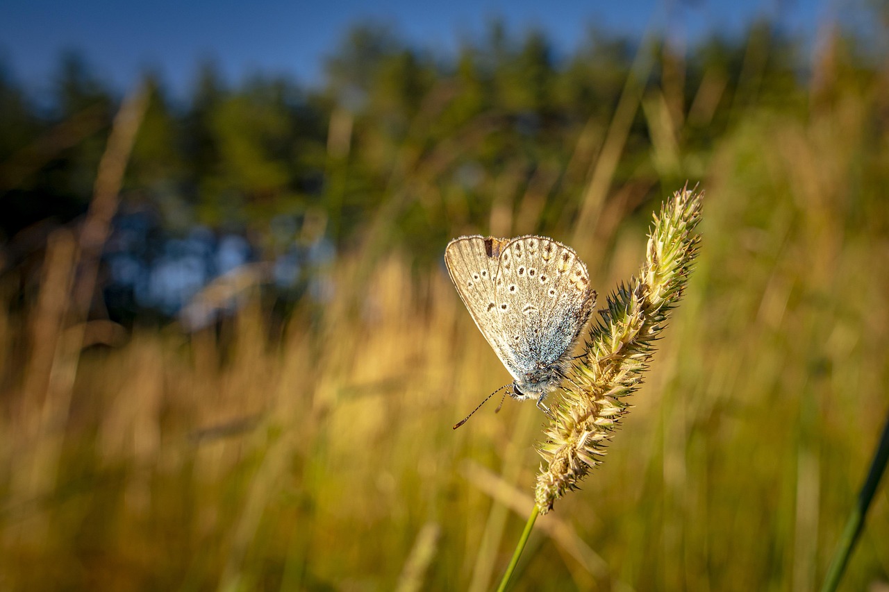 Common Blue - free online jigsaw puzzle photo