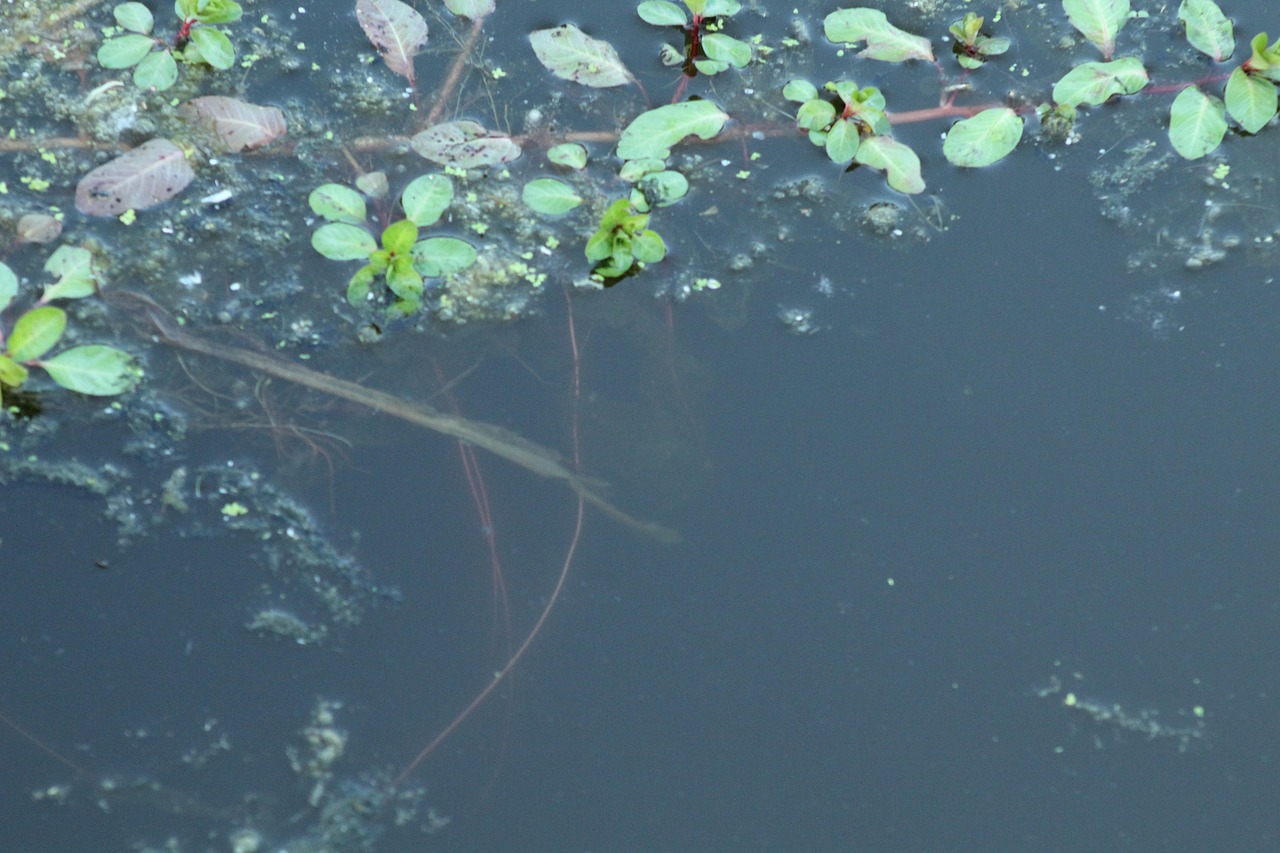 Water Roots Nature - Free photo on Pixabay - Pixabay