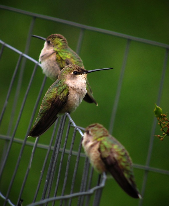 Hummingbird Bird Humming - Free photo on Pixabay - Pixabay