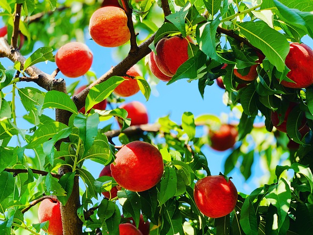 Free Fruit Peach photo and picture