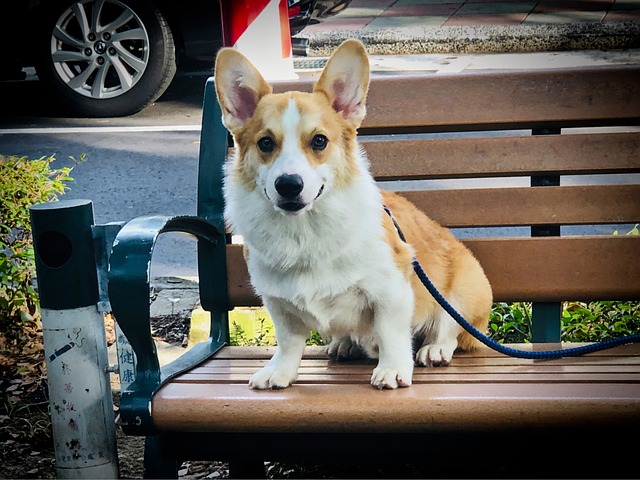 Corgi, Lele, Ke G