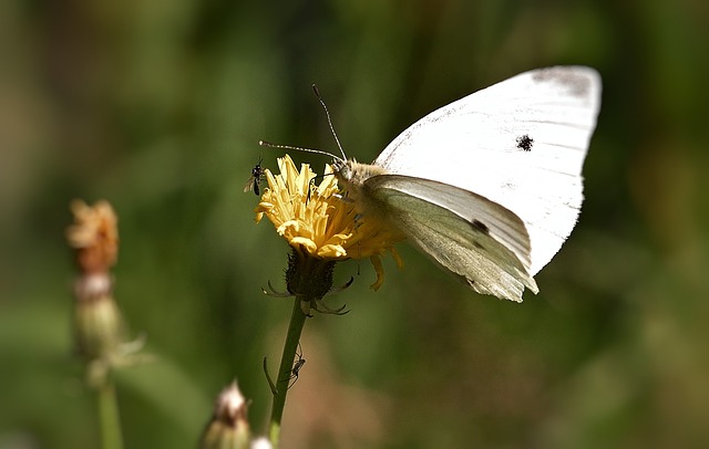 White Beautiful Insect Butterfly Insects White - Free photo on Pixabay