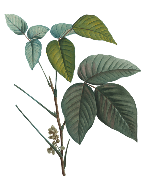 Grøn, Blade, Natur, Plante, Træ