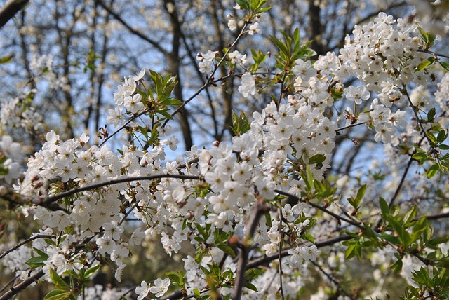 Free Cherry Blossom photo and picture