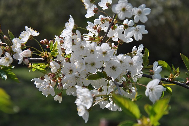 Free Spring Nature photo and picture