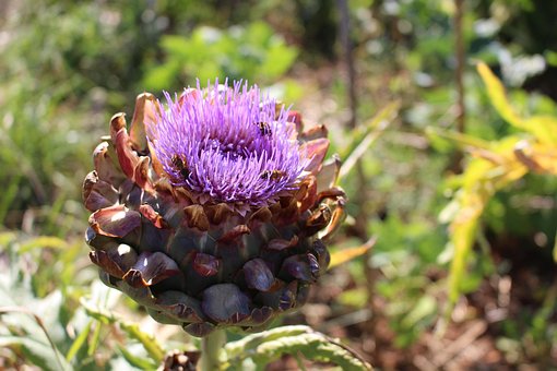 Free Flower Thistle photo and picture