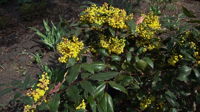 Free Flora Fauna photo and picture