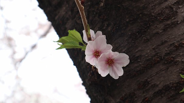 Free Cherry Blossom Pink photo and picture