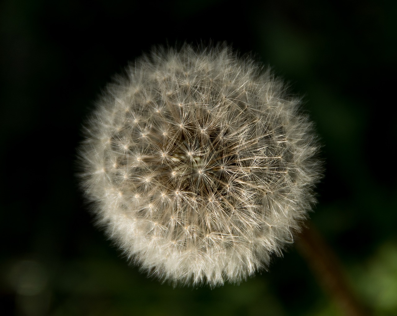 Free Dandelion Seeds photo and picture