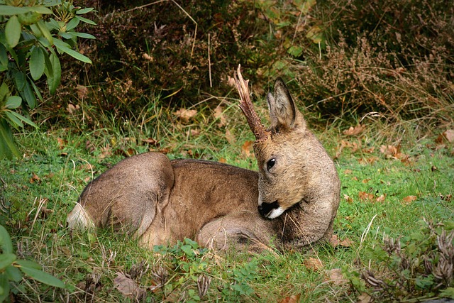 Free Deer Buck photo and picture