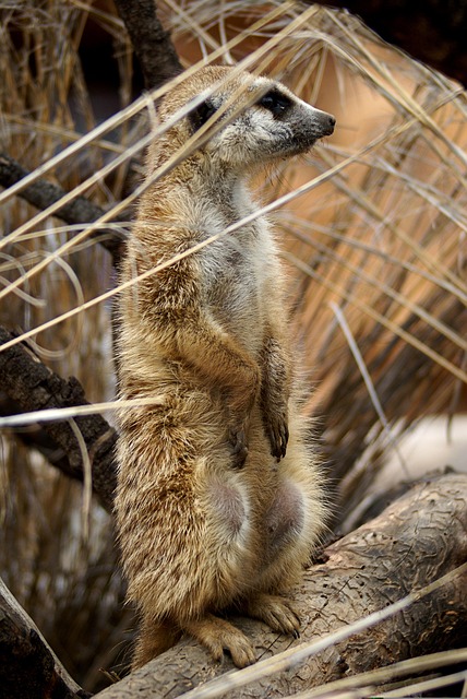 Free Mere Cat Africa photo and picture