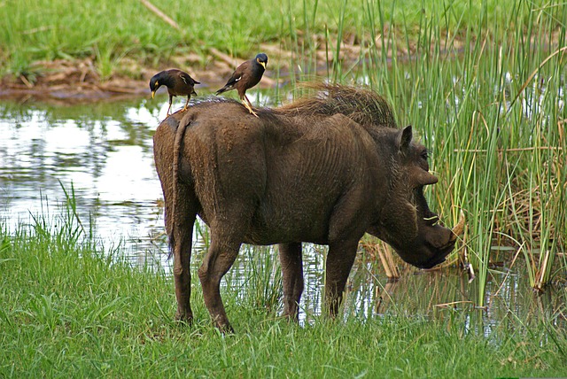 Free Wildebeest Birds photo and picture