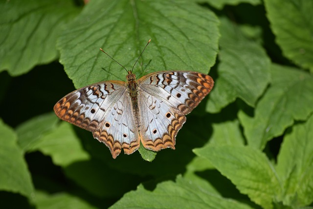 Free Butterfly Wings photo and picture