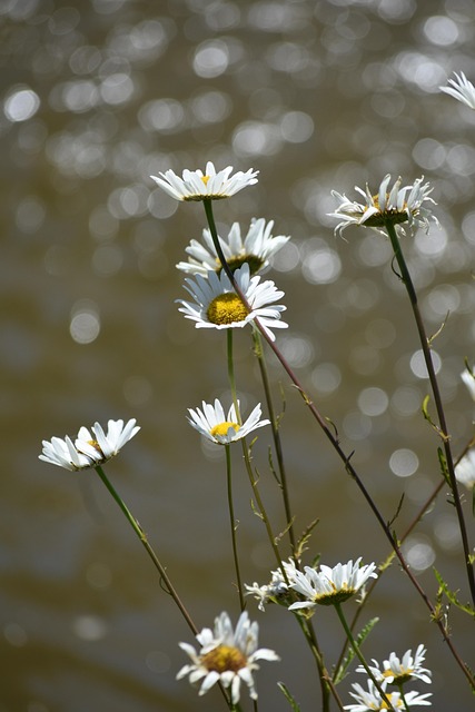 Free Daisy Bokeh photo and picture