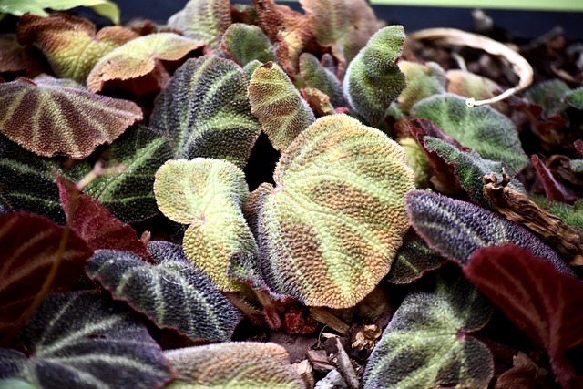 Free Begonia Leaves Begonia photo and picture