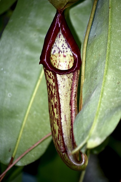 Free Pitcher Plant Tropical photo and picture