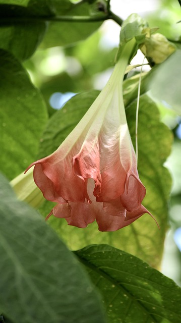 Free Trumpet Plant Flower photo and picture