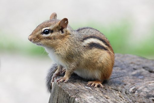 Free Chipmunk Cute photo and picture