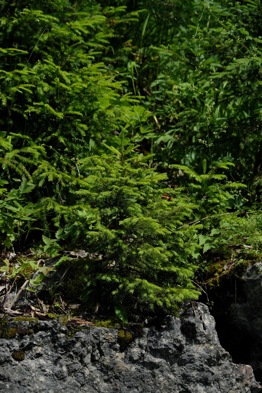 枞树 森林 树木 - Pixabay上的免费照片
