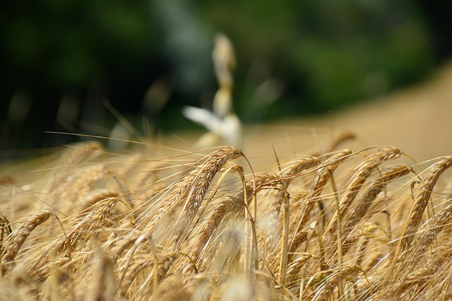 Natur, Sonnenschein, Weizen, Landschaft