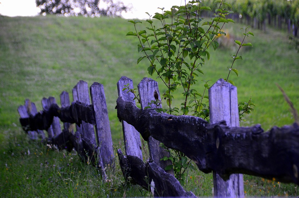 grass-5401440_960_720.jpg