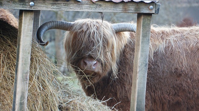 Free Scotland Highland photo and picture