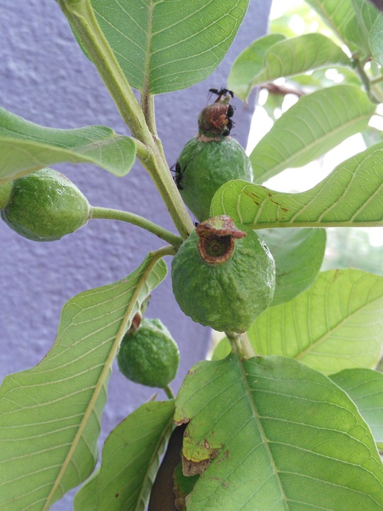 guavas 4s
