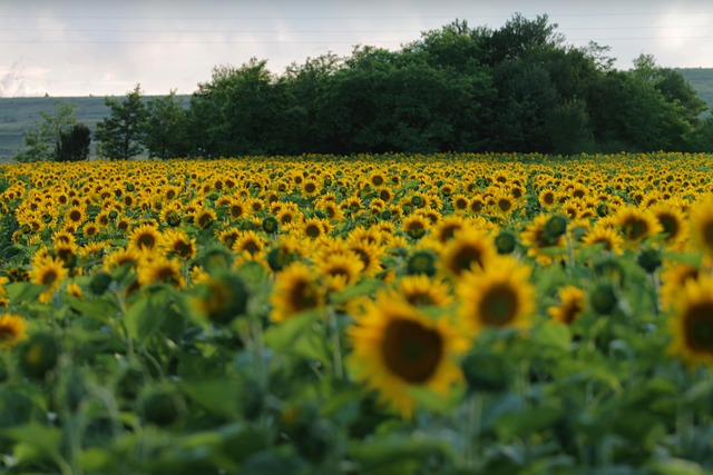 Free Sunflowers Landscape photo and picture