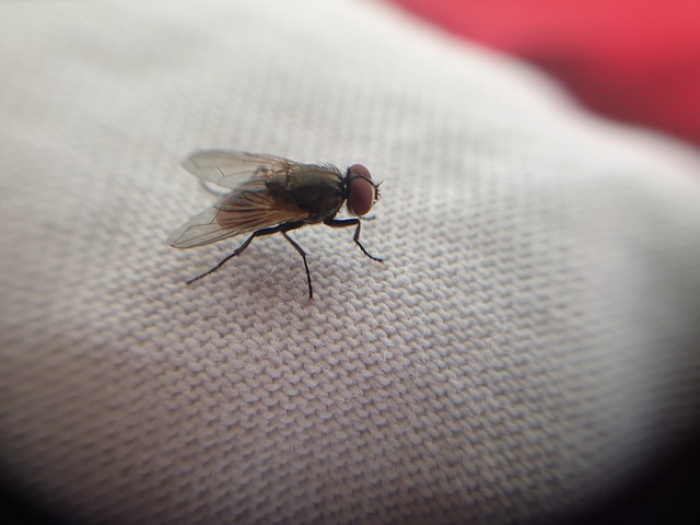 zoomflys
