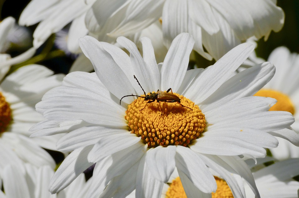 Marguerite Fleur Insecte - Photo gratuite sur Pixabay - Pixabay