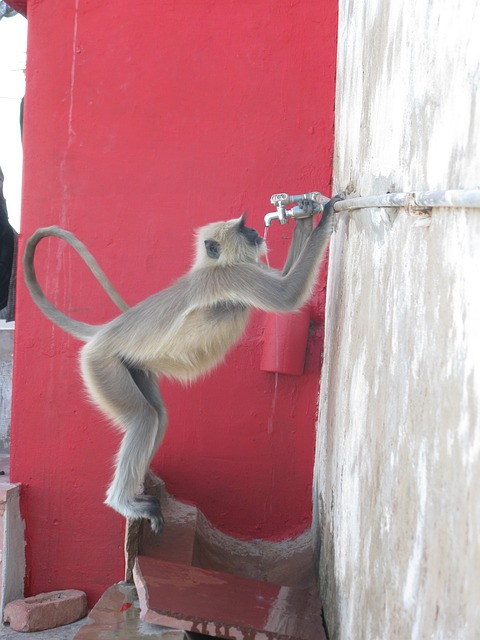 Free India Pushkar photo and picture