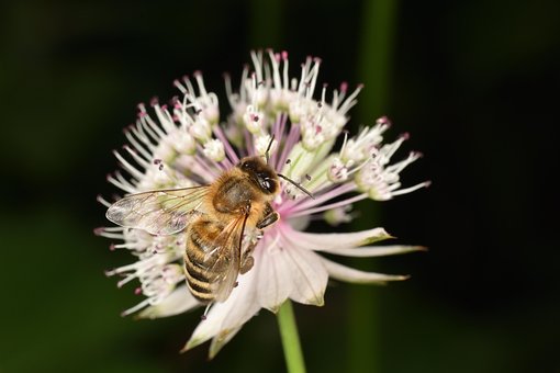 Bi, Blomst Baggrund, Blomst, Pollen