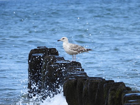 Free Sea Tern photo and picture