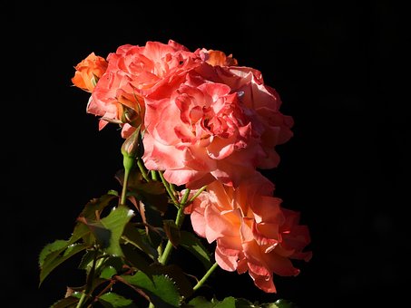Free Roses Rosa Curly photo and picture